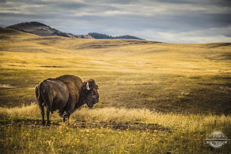 Bison range - The bison range sits on more than 18,000 acres of undeveloped land in northwest Montana — land taken by the U.S. Government without the consent of the …